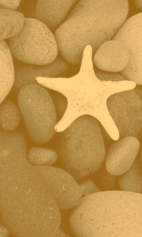 Звезда на морской гальке обои