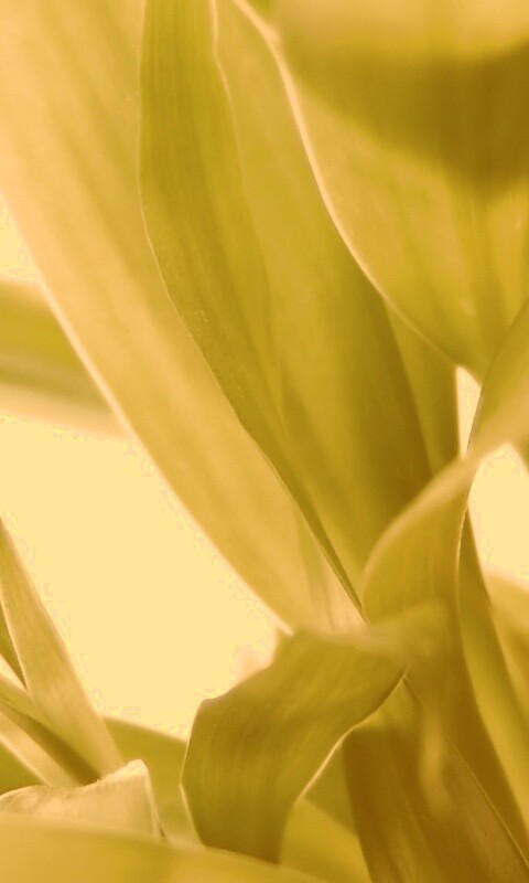 Солнечные травинки обои