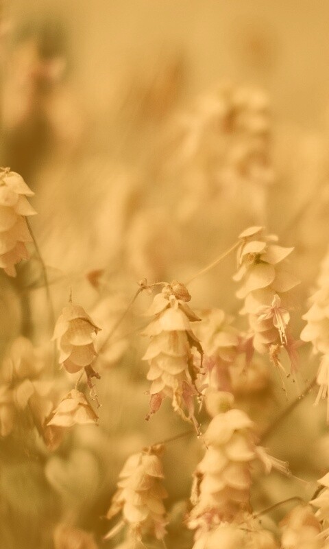 Висящие цветочки обои