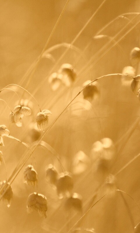 Увядающие цветочки обои