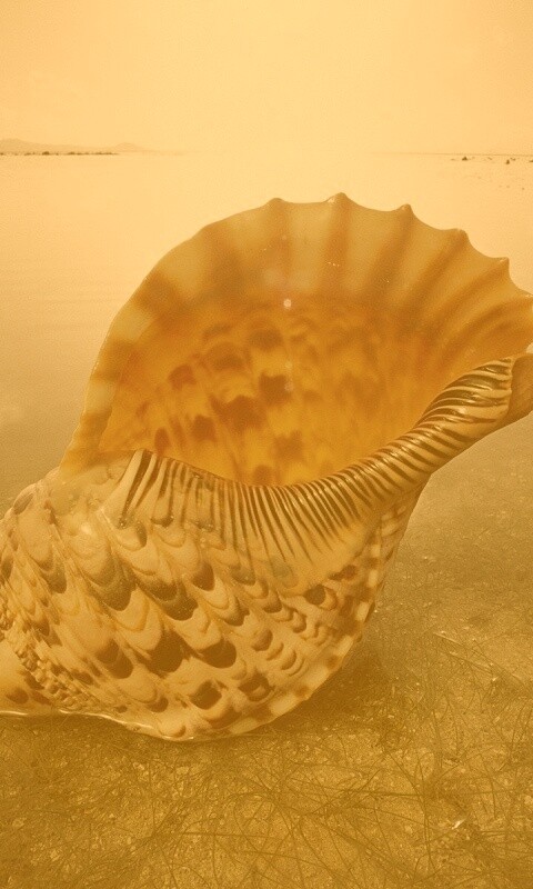 Морская раковина обои