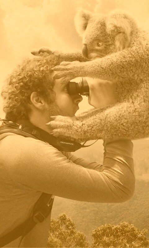 Коала ближе чем кажется обои