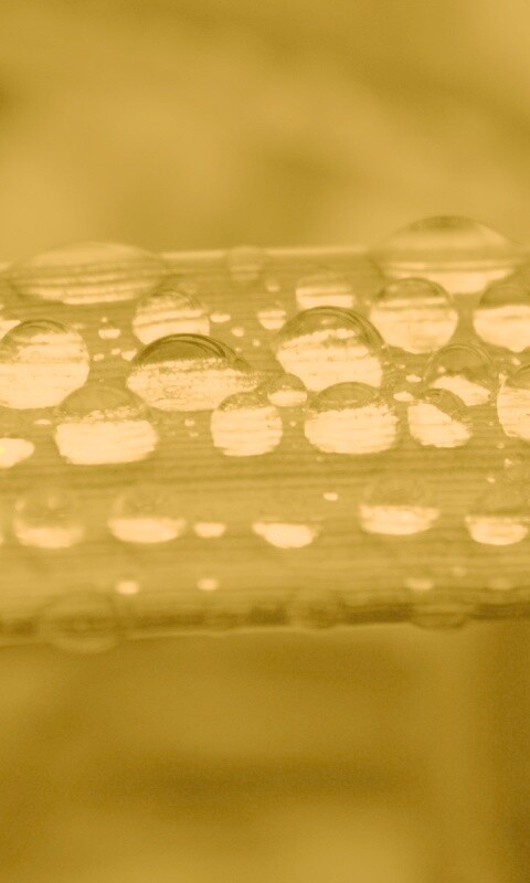 Капли на травинке обои