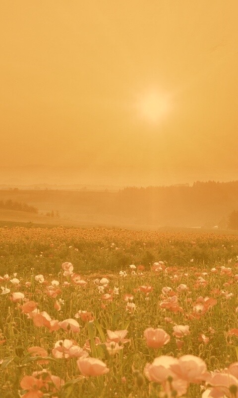 Цветущие поля обои