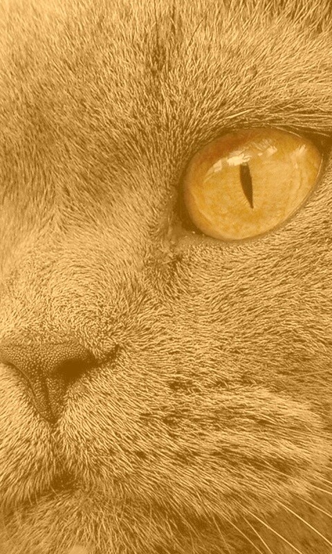 Кот с оранжевыми глазами обои