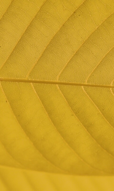 Листик обои