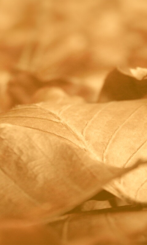 Мертвые листья обои