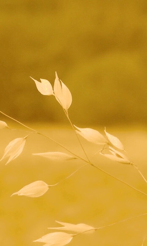 Белые полевые цветочки обои