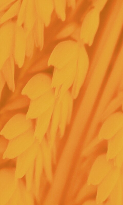 Оранжевое соцветие обои