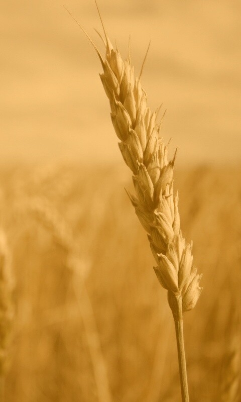 Колосок обои