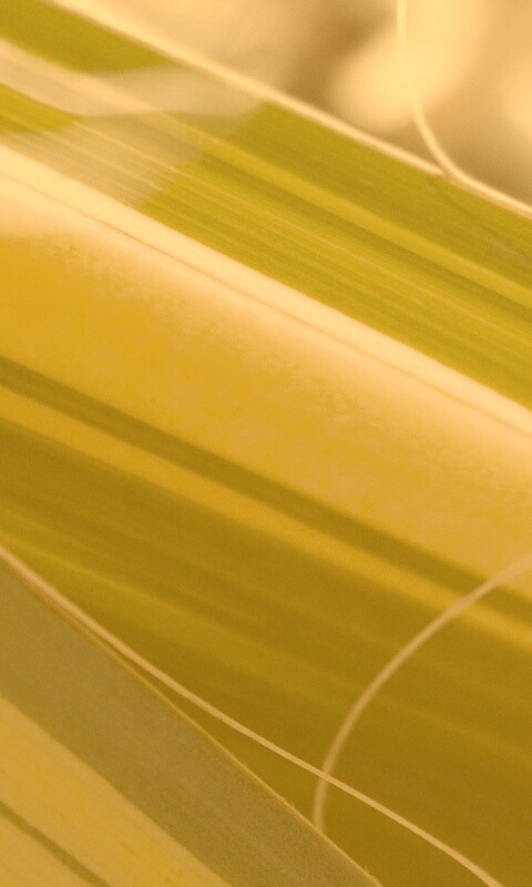 Желто-зеленые травинки обои