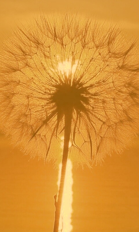 Одуванчик на закател обои