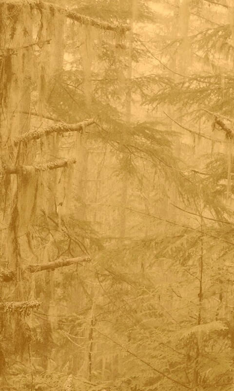 Темная чаща обои