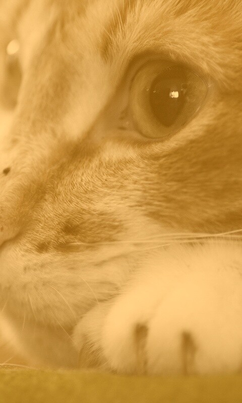 Мордочка на лапаках обои