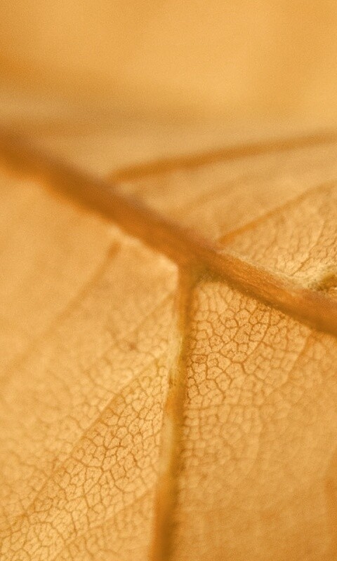 Желтый лист обои