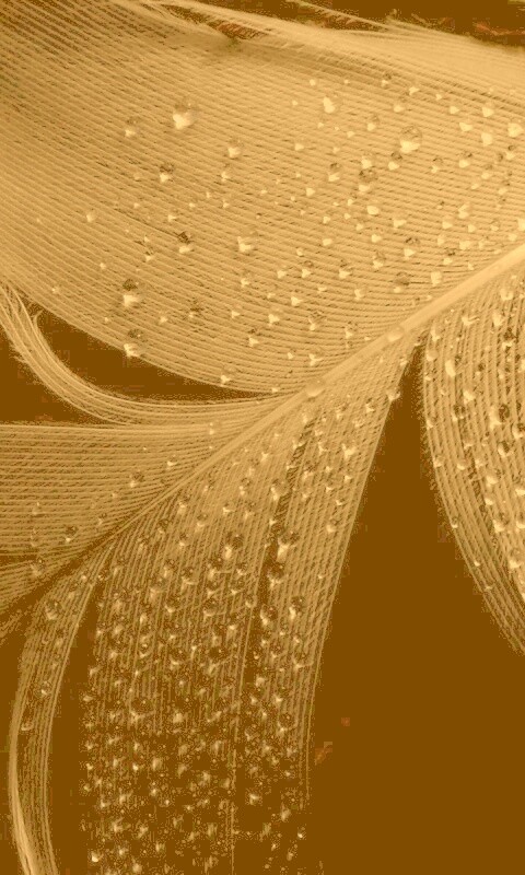 Капли на черном пере обои