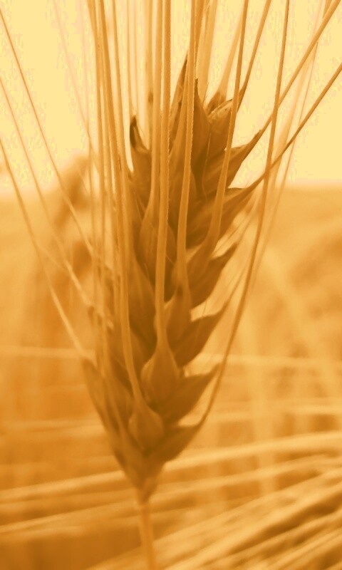 Короткий колос обои