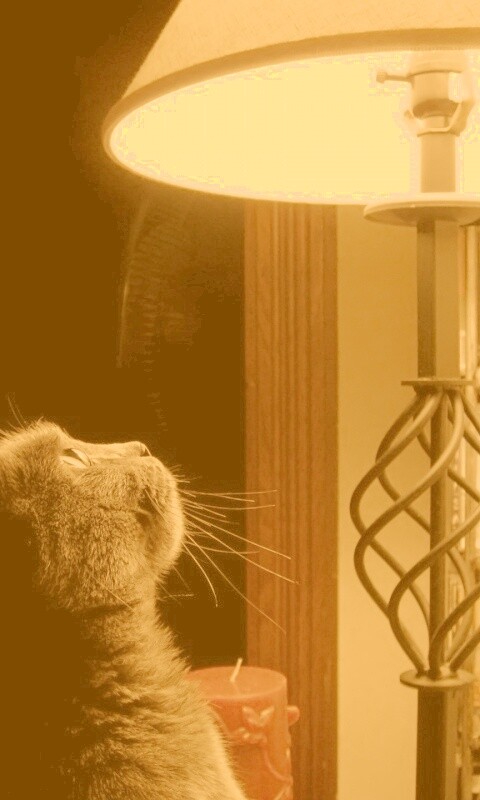 Кот смотрит под торшер обои