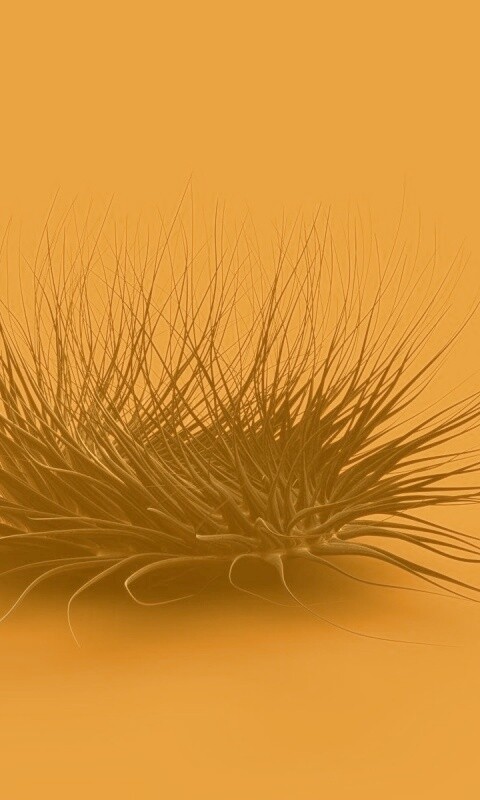 Волосатая мочалка обои