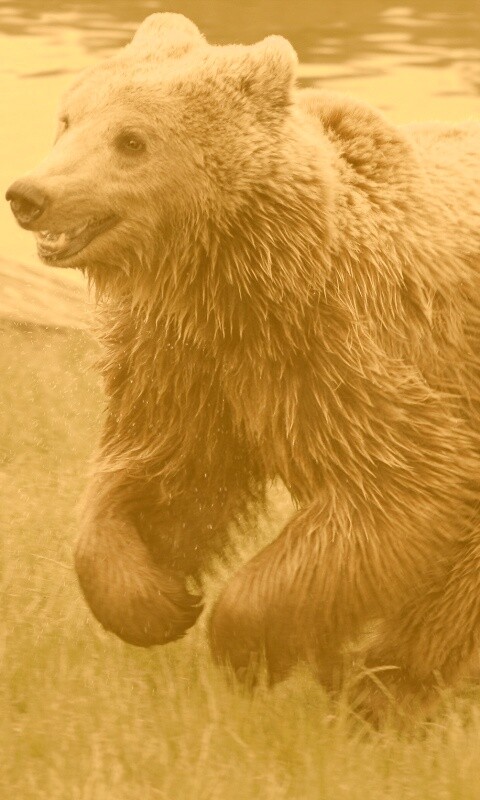 Мокрый мишка обои