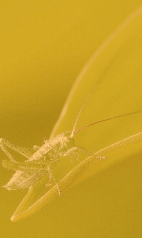 Кузнечик на листике обои