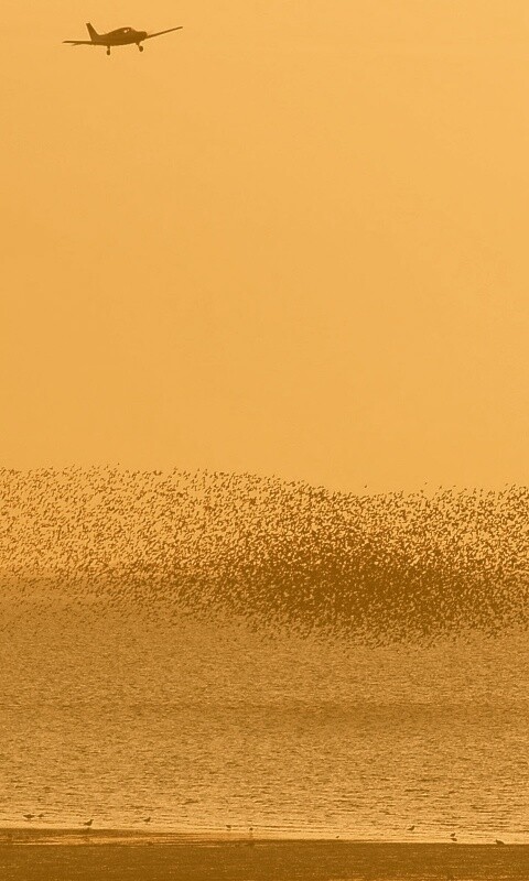 Взлетающая стая птиц обои