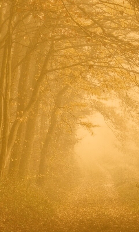 Дорожка заваленная листьями обои