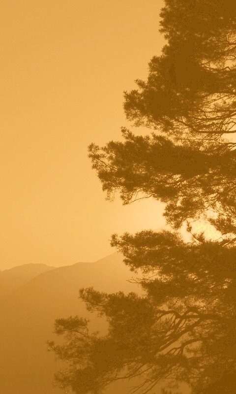 Силуэт дерева на закате обои