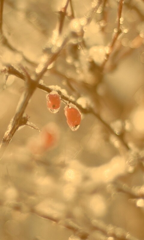 Замерзшие ягоды обои