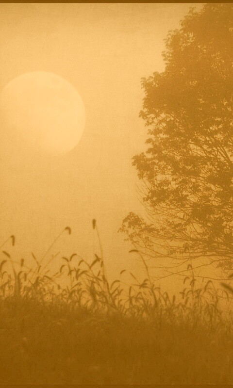 Дерево ночью обои