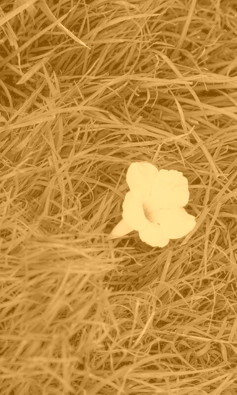 Белый цветок обои