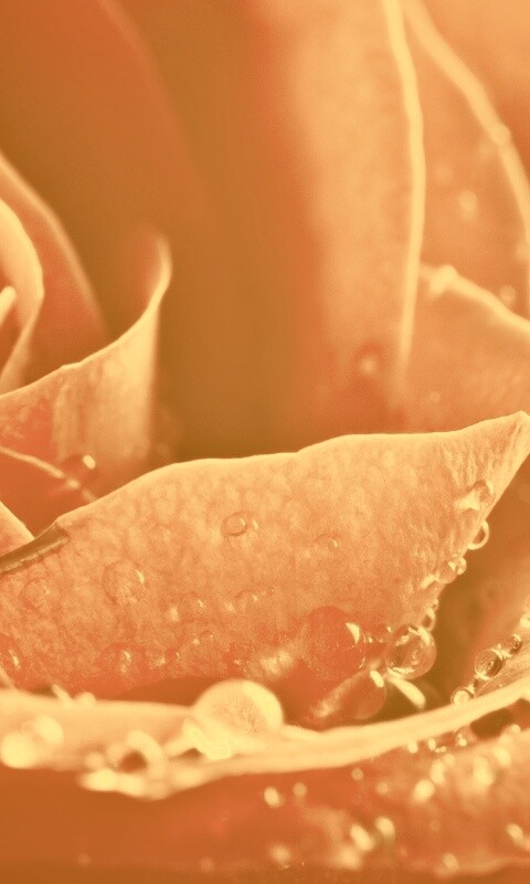 Капли на бутоне розы обои