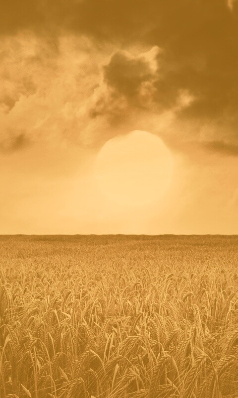 Закат над пшеничным полем обои