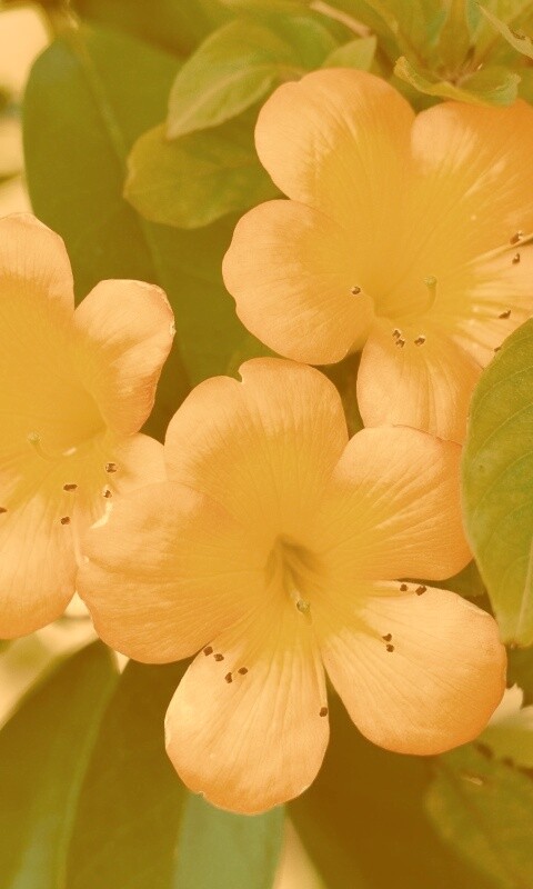 Оранжевые цветочки обои