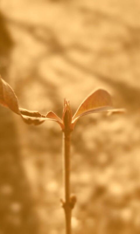 Красный росток обои