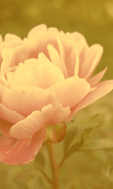 Розовый пион обои