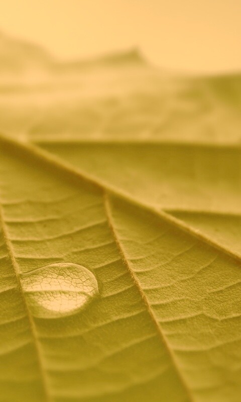 Капля на листе обои