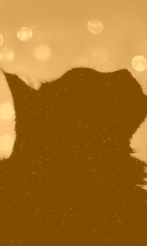 Силуэт черного кота обои