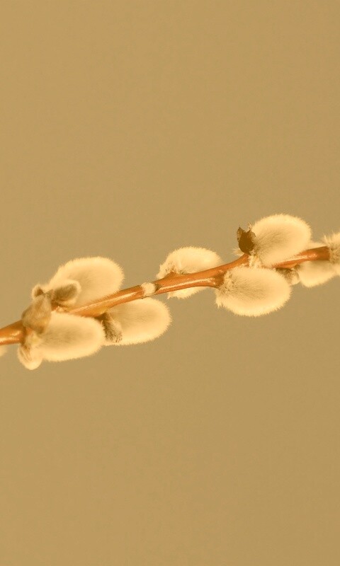 Пушистые почки обои