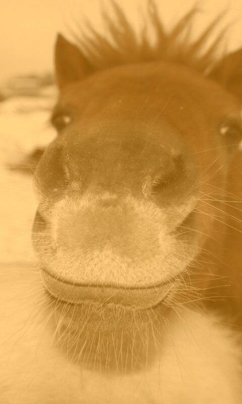 Морда пони обои