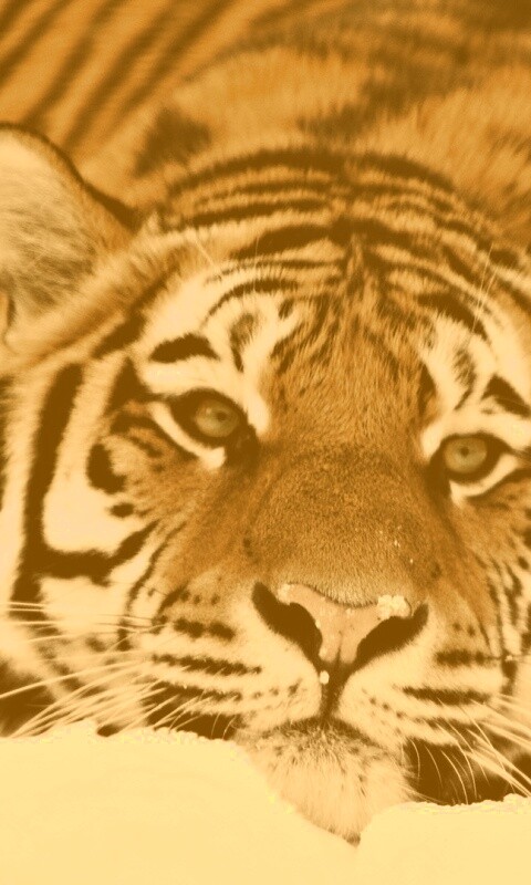 Тигр в снегу обои