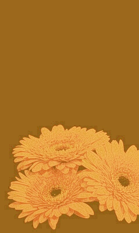 Красные герберы обои