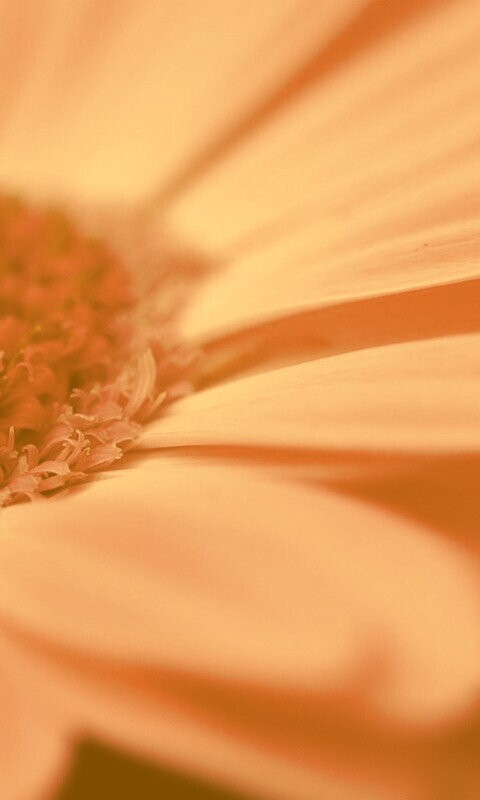 Гербер обои