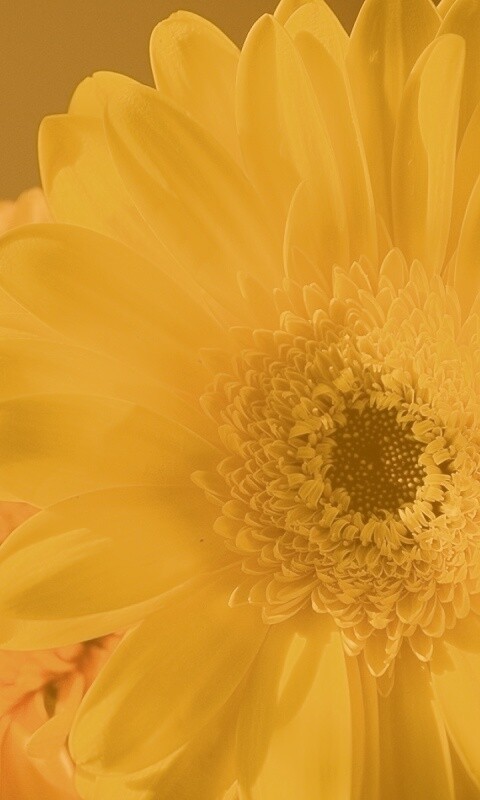 Желтый гербер обои