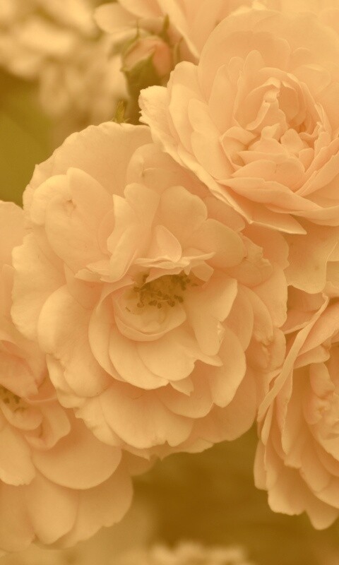 Розовые цветы обои