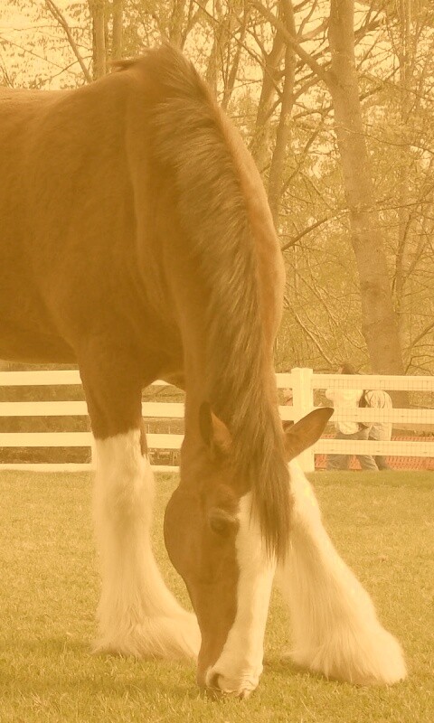 Лошадь с лохматыми ногами обои