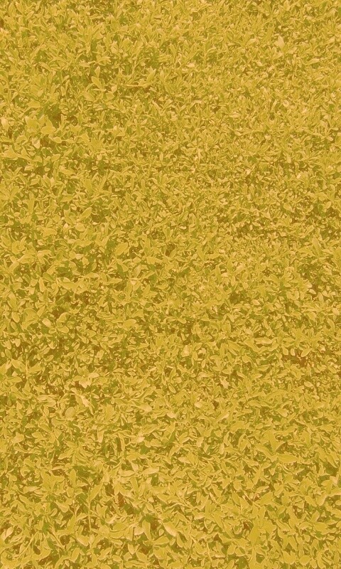 Чайные листья обои