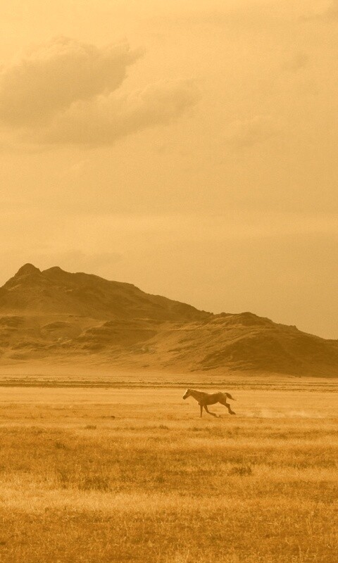 Мустанг в прериях обои