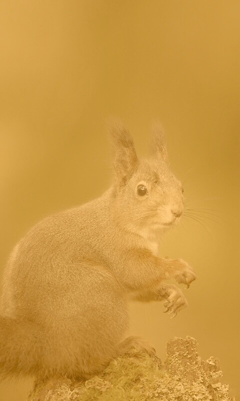 Белку застали врасплох обои