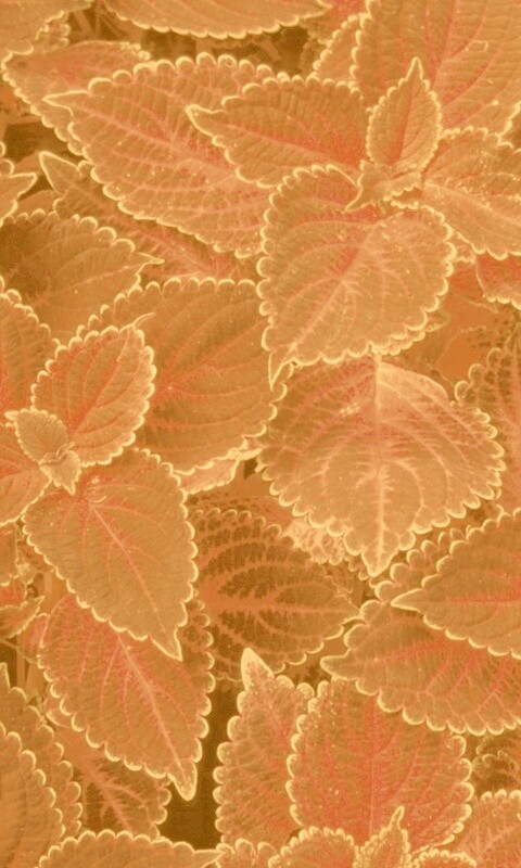 Красные листья обои